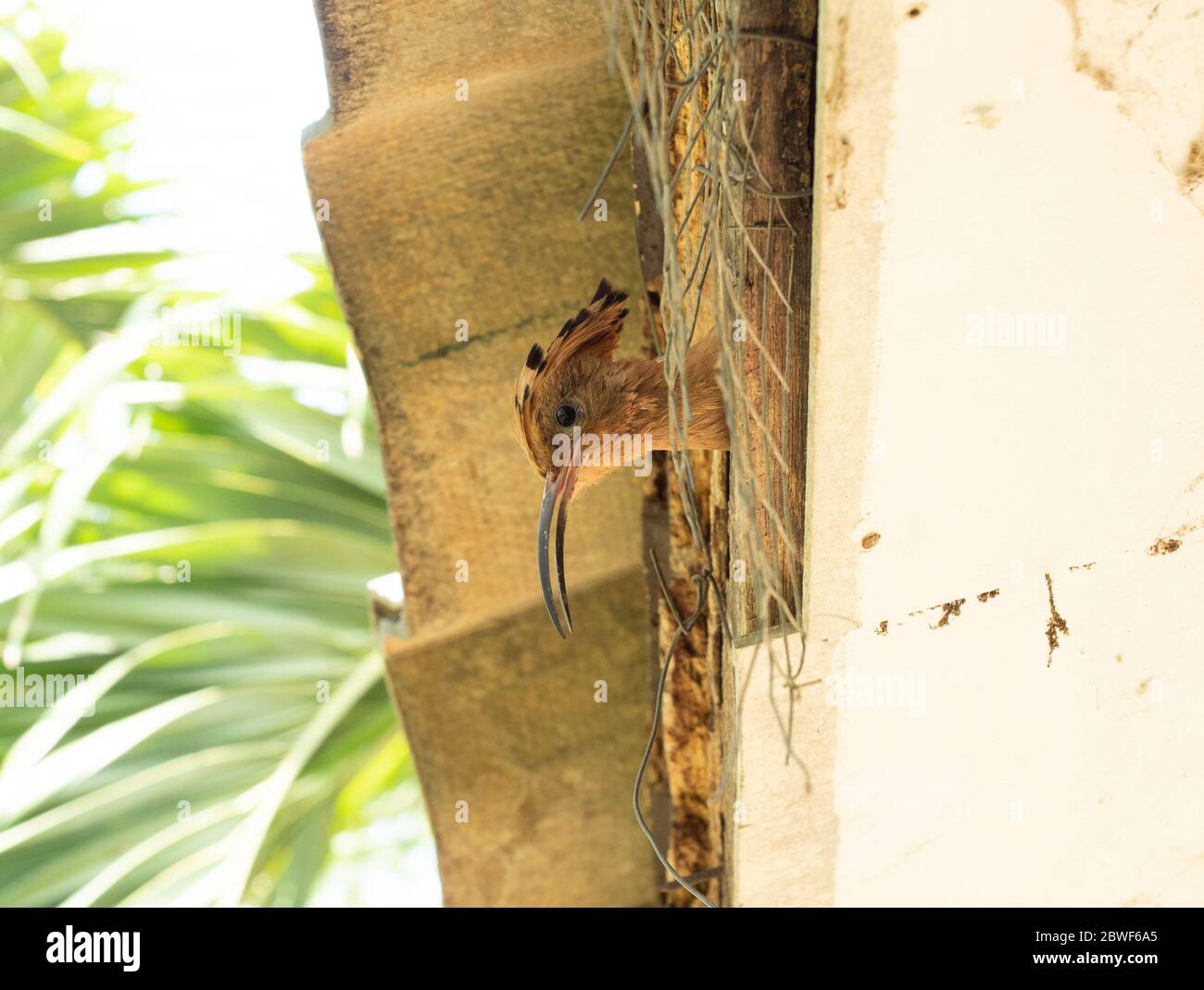 L'occultamento della fauna selvatica nella società umana, l'opoe eurasiatico o comune hoopoe (Upupa epops) uccello pulcino nella cavità sotto il tetto della casa Foto Stock