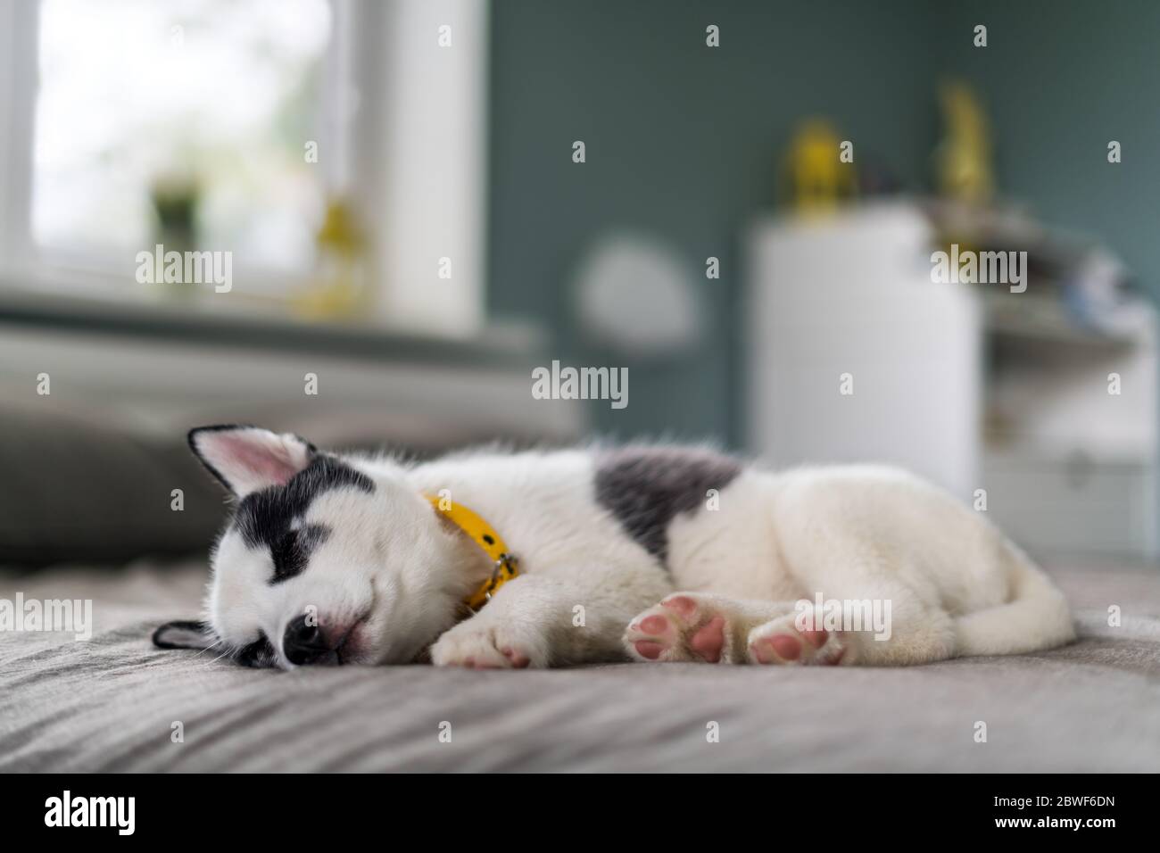 Un piccolo cucciolo di cane bianco razza Husky siberiano con gli occhi blu bella dormire su tappeto grigio. Fotografia di cani e animali domestici Foto Stock