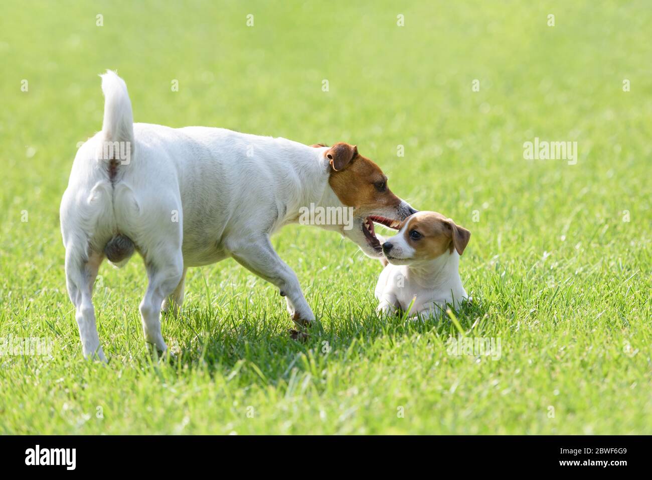 Un piccolo cucciolo di cane bianco razza Jack Russel Terrier con il suo papà su prato verde. Fotografia di cani e animali domestici Foto Stock