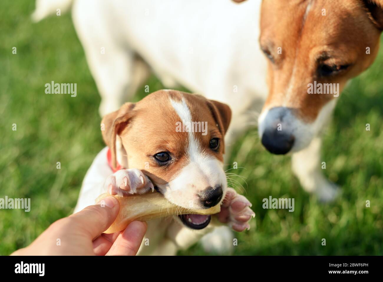 Un piccolo cucciolo di cane bianco razza Jack Russel Terrier con il suo papà e primo osso su prato verde. Fotografia di cani e animali domestici Foto Stock