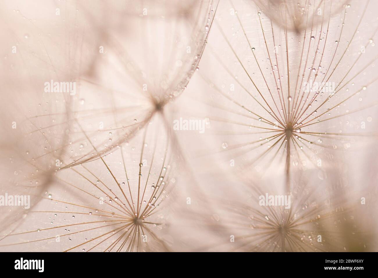 Primo piano di gocce di rugiada sul Papiro che crescono sulla riva del fiume. Fotografato alla riserva naturale di Ein Afek, Israele Foto Stock