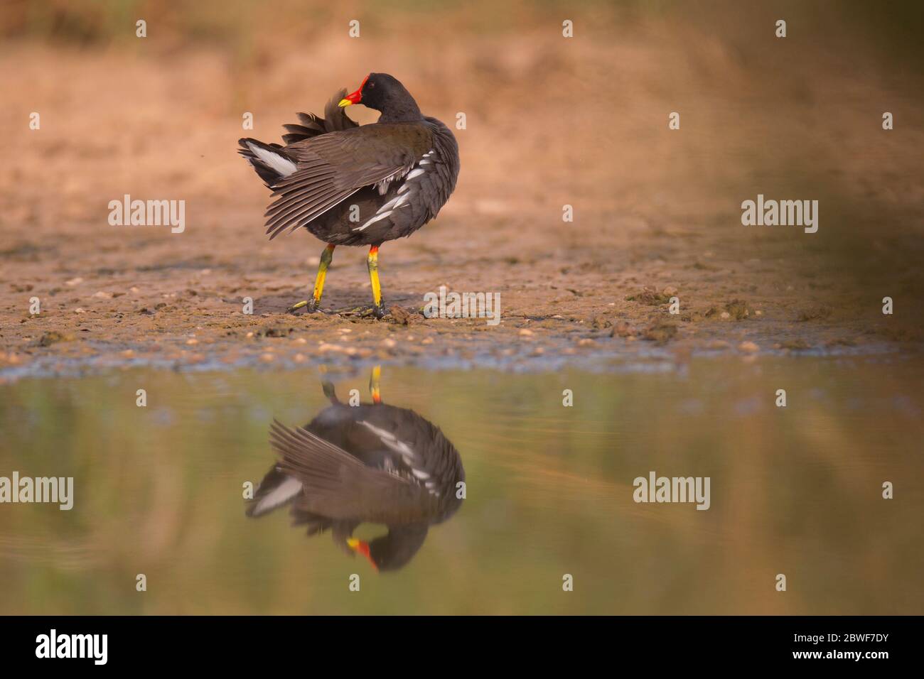 Moorhen comune (Gallinula cloropus) fotografato presso la riserva naturale di Ein Afek, Israele. Questa anatra si trova in habitat di acqua dolce nelle Americhe, Foto Stock