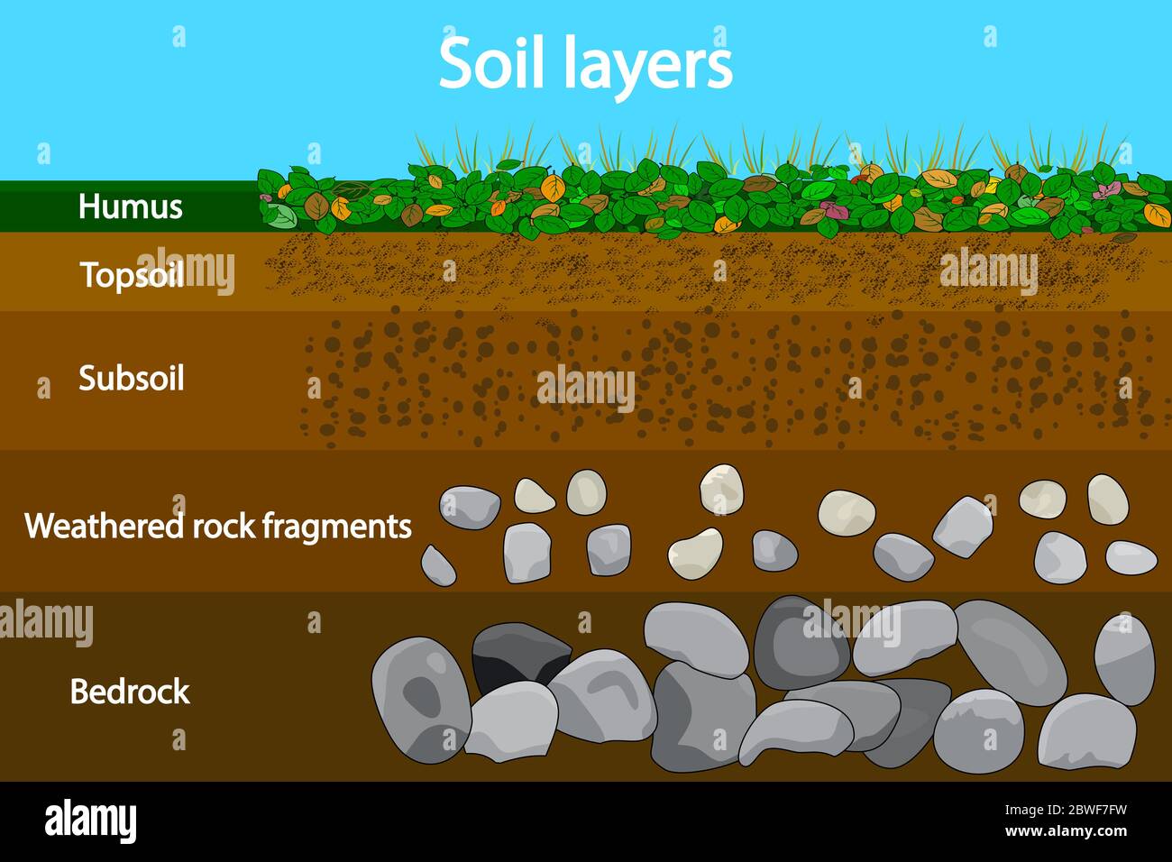 Diagramma per strato di suolo. Schema di strato di suolo con pianta, tessitura di terra e pietre. Sezione trasversale di humus e strati sotterranei di suolo sotto. Vettore Illustrazione Vettoriale