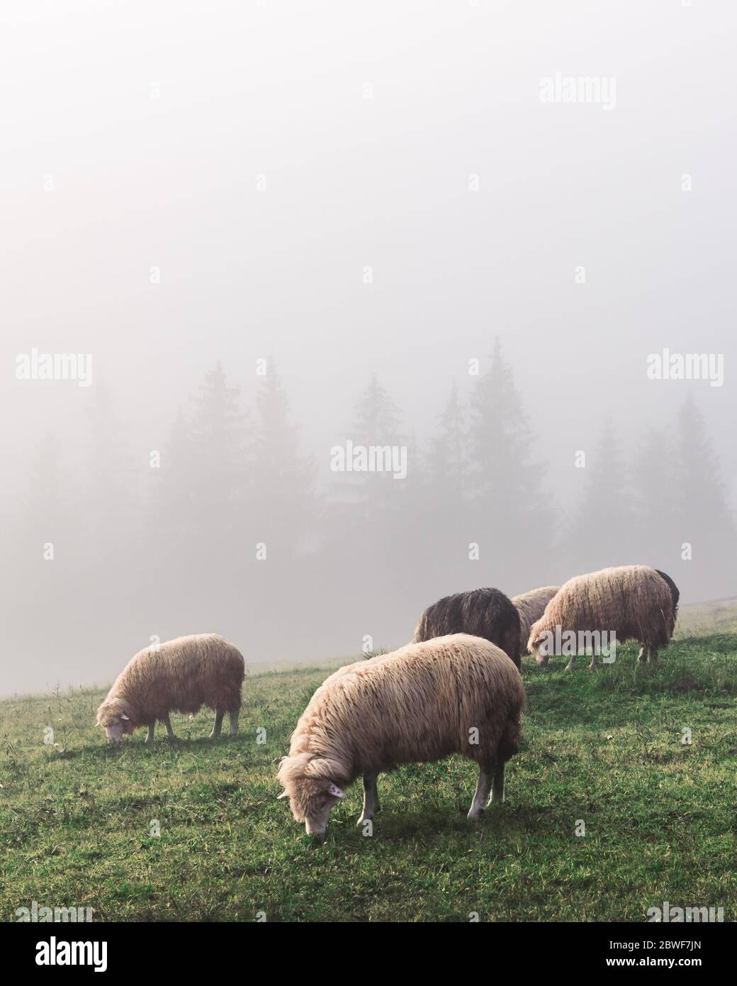 Mandria di pecore in montagne di primavera foggy. Carpazi, Ucraina, Europa. Fotografia di paesaggio Foto Stock