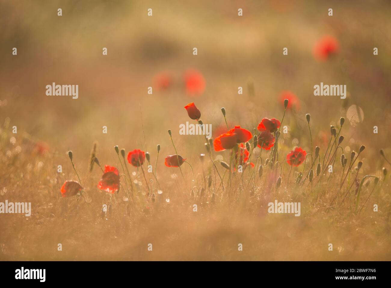 Fuoco selettivo di un campo di papaveri rossi selvatici fotografati alla riserva naturale di Ein Afek, Israele Foto Stock