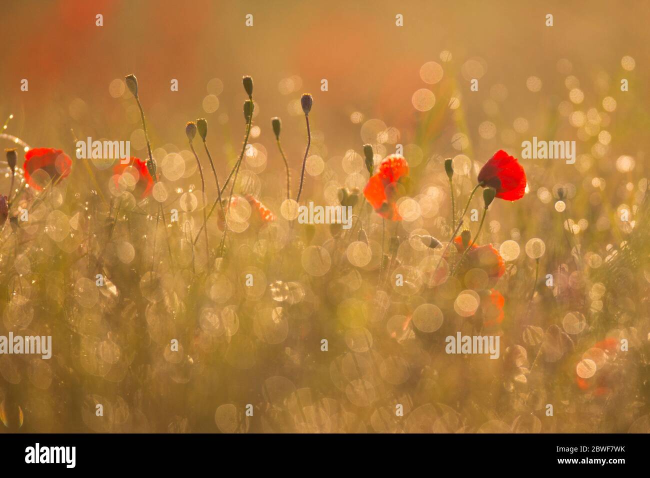 Fuoco selettivo di un campo di papaveri rossi selvatici fotografati alla riserva naturale di Ein Afek, Israele Foto Stock