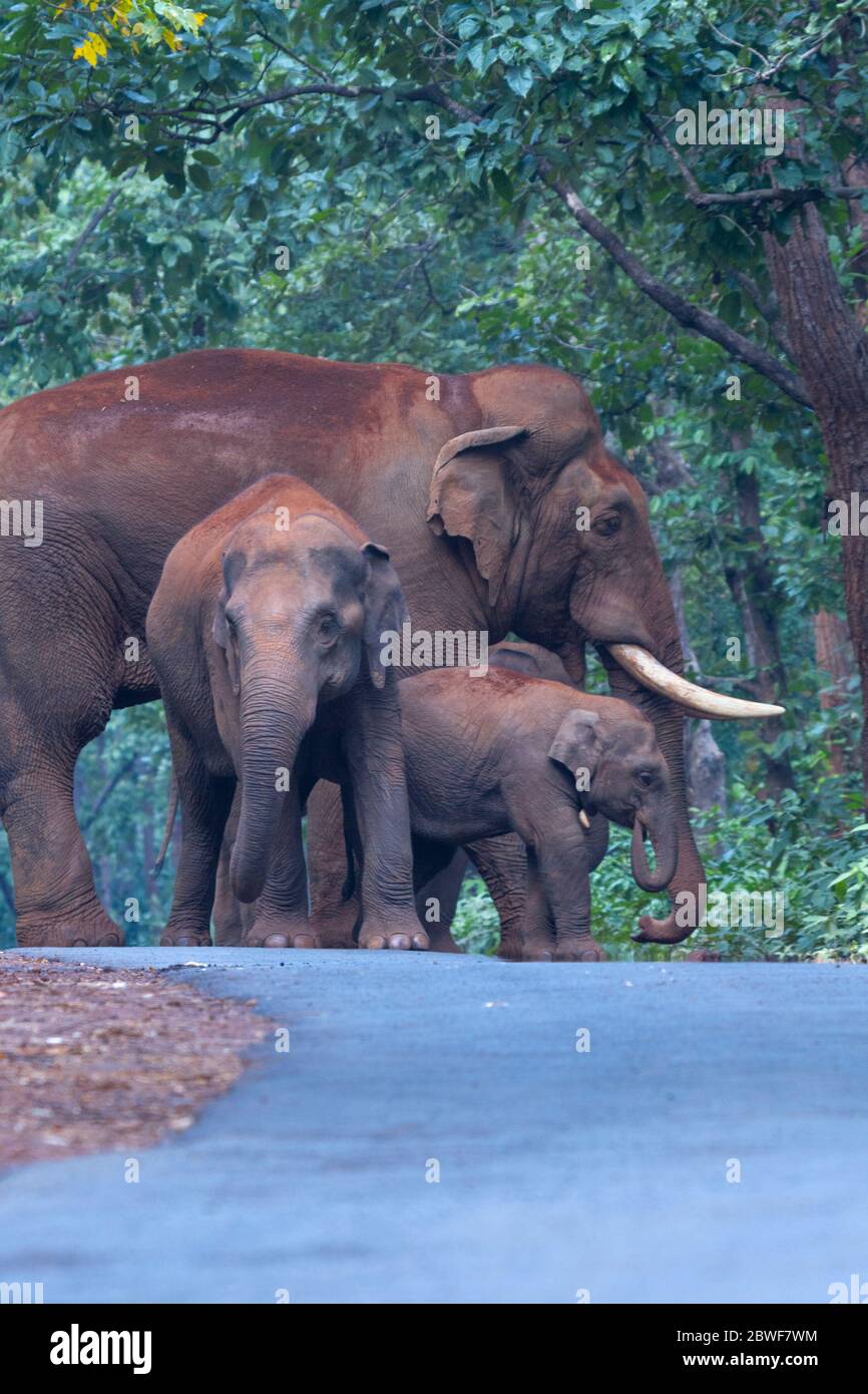 Elefante asiatico o elefante elefante maximus nella foresta di Kuldiha Odisha India Foto Stock