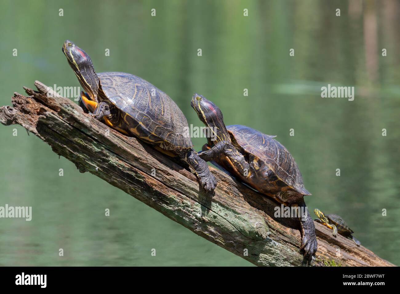 Tartaruga giapponese o Mauremys japonica in Giappone Foto Stock