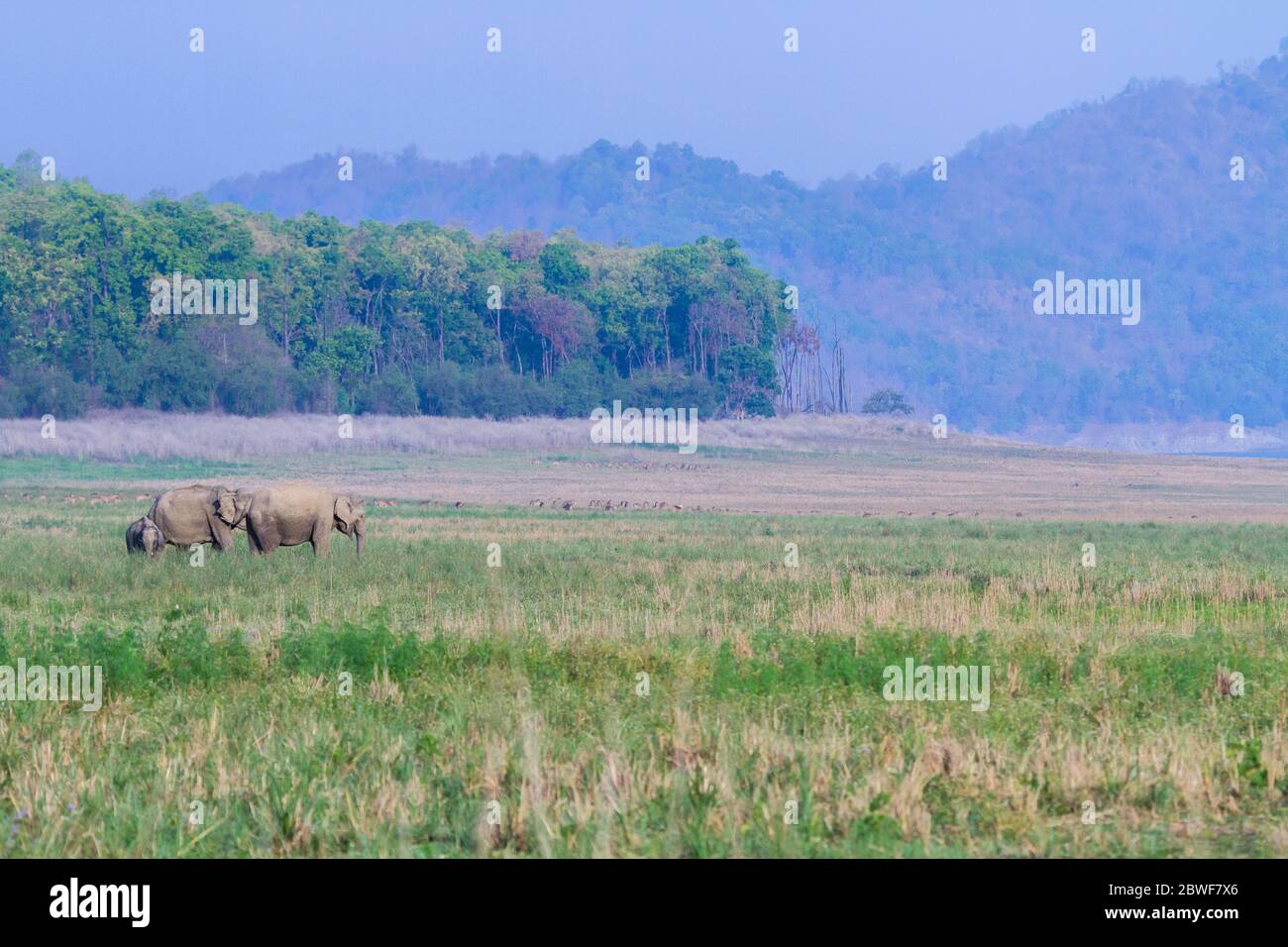 Elefanti asiatici nel Parco Nazionale Jim Corbett Uttarakhand India durante l'estate Foto Stock