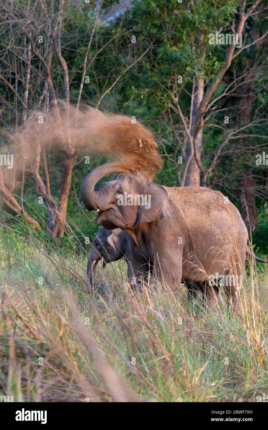 Elefante asiatico o elefante maximus elefante asiatico nel Parco nazionale di Jim Corbett Uttarakhand India Foto Stock