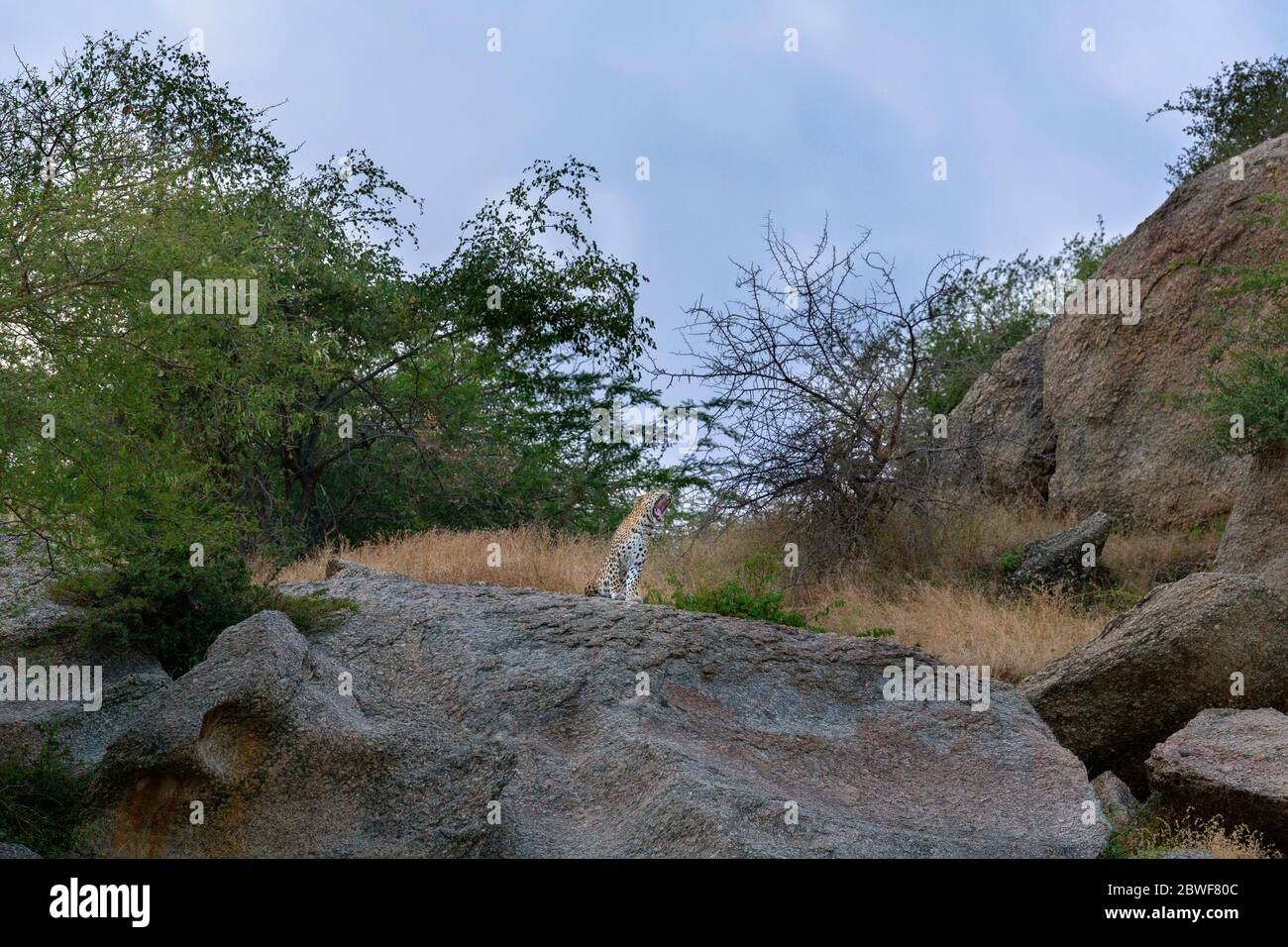 leopardo indiano o Panthera pardus fusca in Bera Rajasthan, India Foto Stock