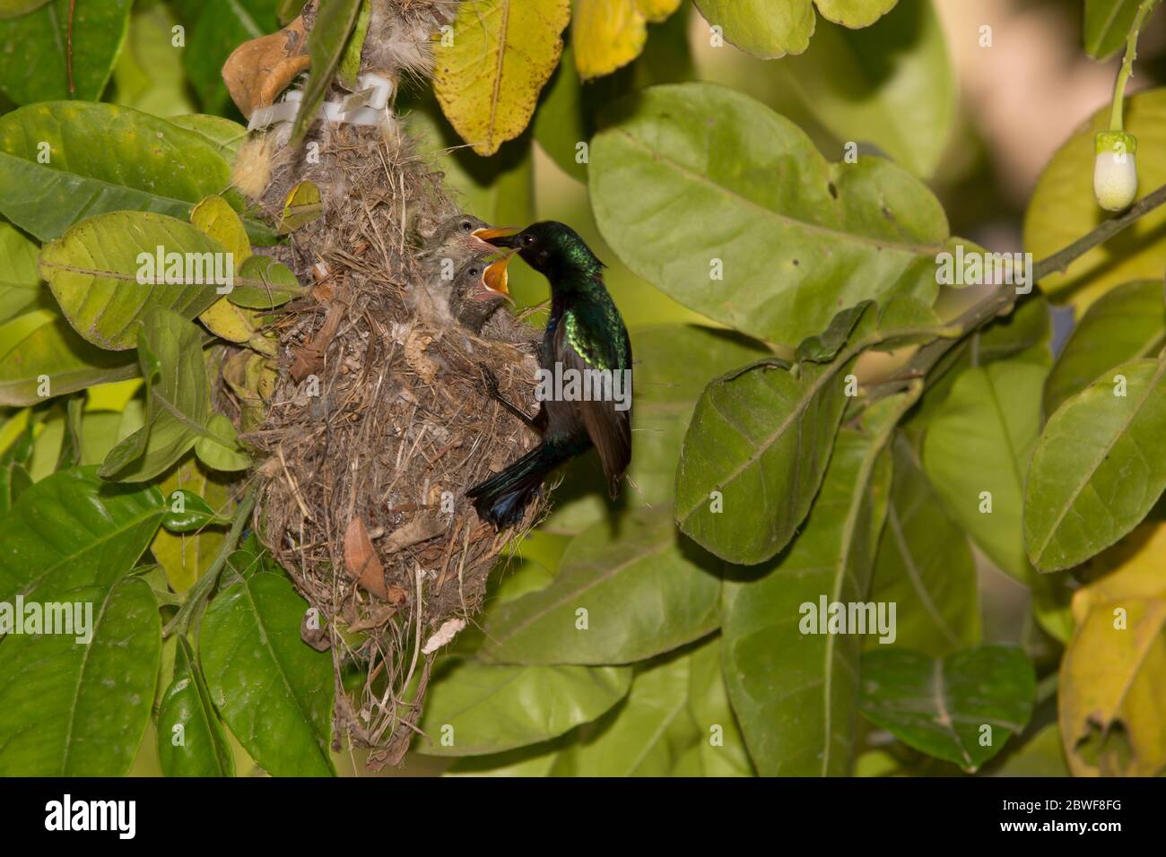 Maschio Palestine Sunbird o Northern Orange-tufted Sunbird (Cinnyris oseus) che alimenta giovani hatchlings in un nido. Fotografato al rese naturale di Ein Afek Foto Stock