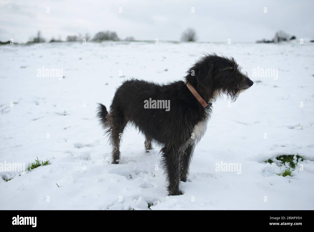 Cane Lurcher nero in una passeggiata invernale Foto Stock