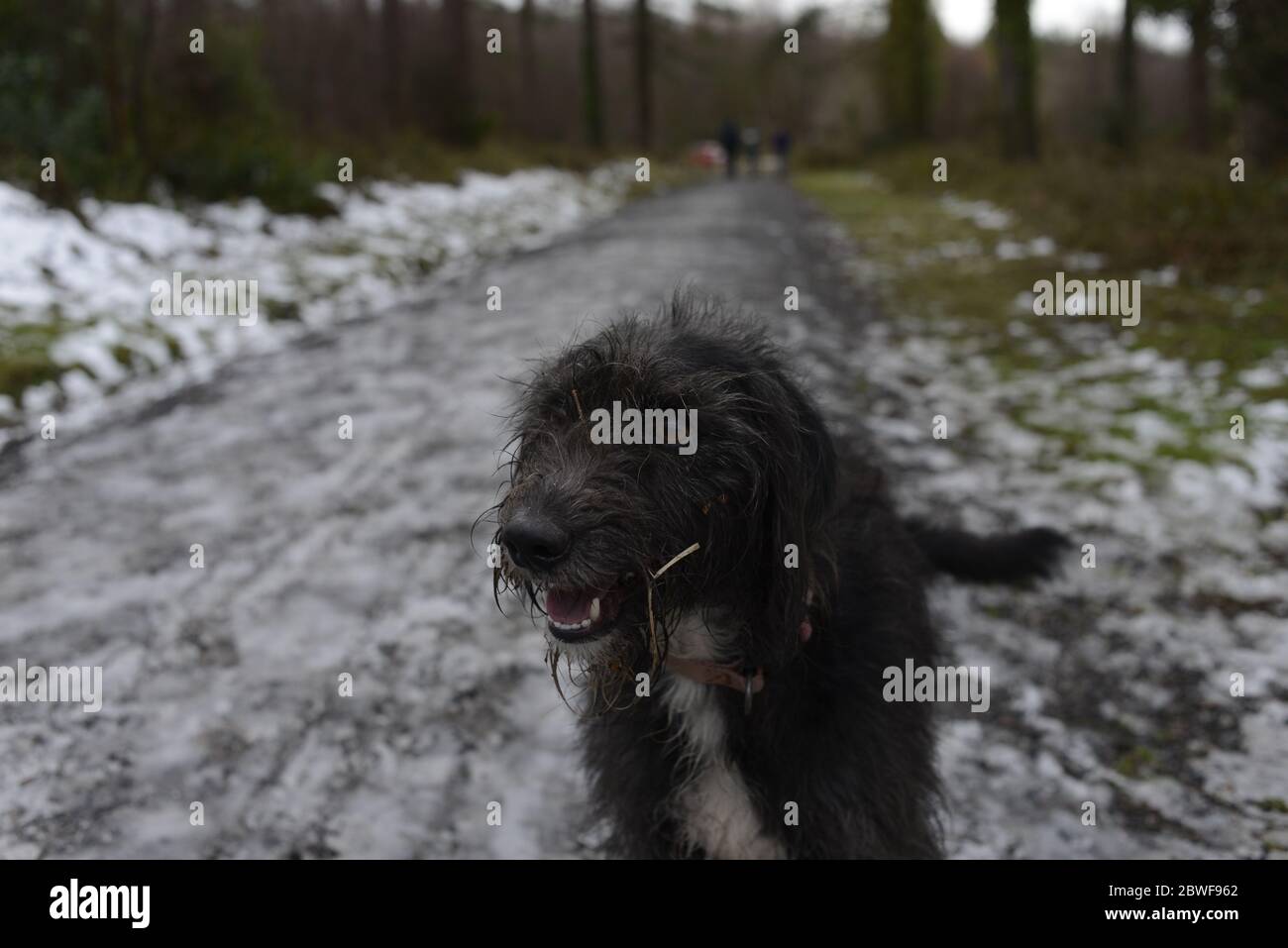 Cane nero su una passeggiata invernale Foto Stock