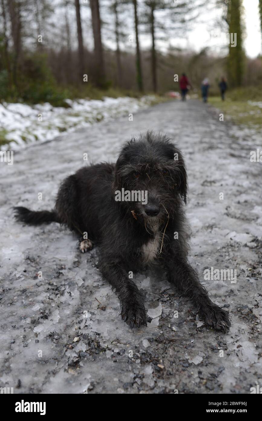 Cane nero su una passeggiata invernale Foto Stock