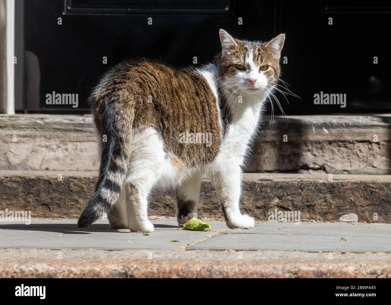 Larry il gatto di Downing Street e il capo mouser al Tesoro, sulla prowl a Downing Street. Foto Stock