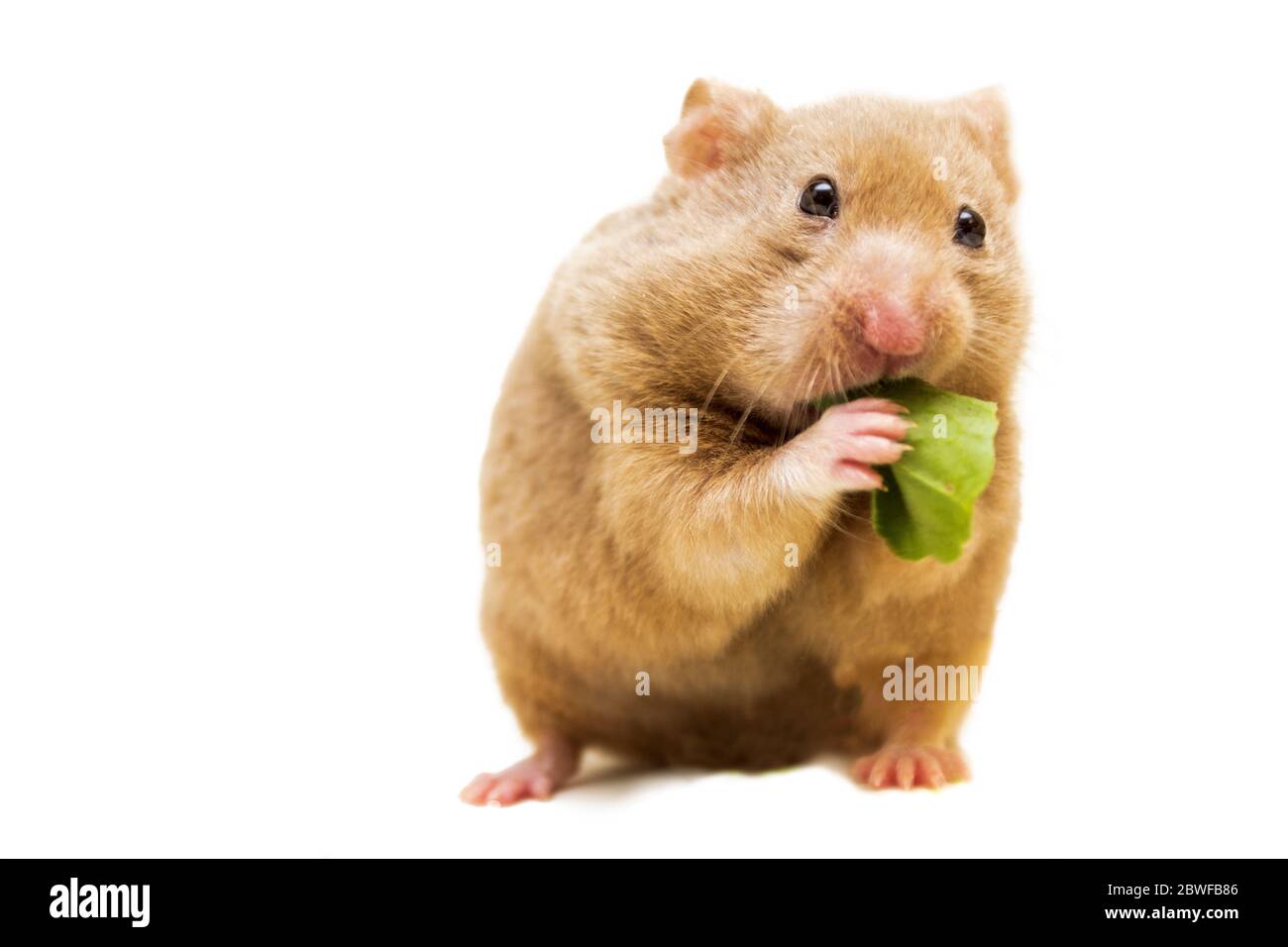 Criceto siriano che mangia la foglia. Divertente animale affamato Foto Stock