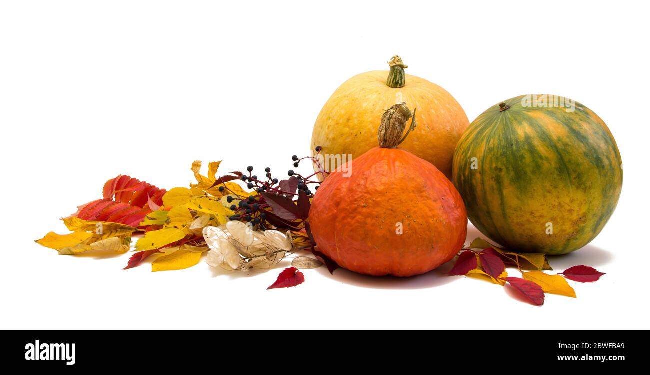 Zucche e foglie isolate su sfondo bianco. Felice ringraziamento Foto Stock