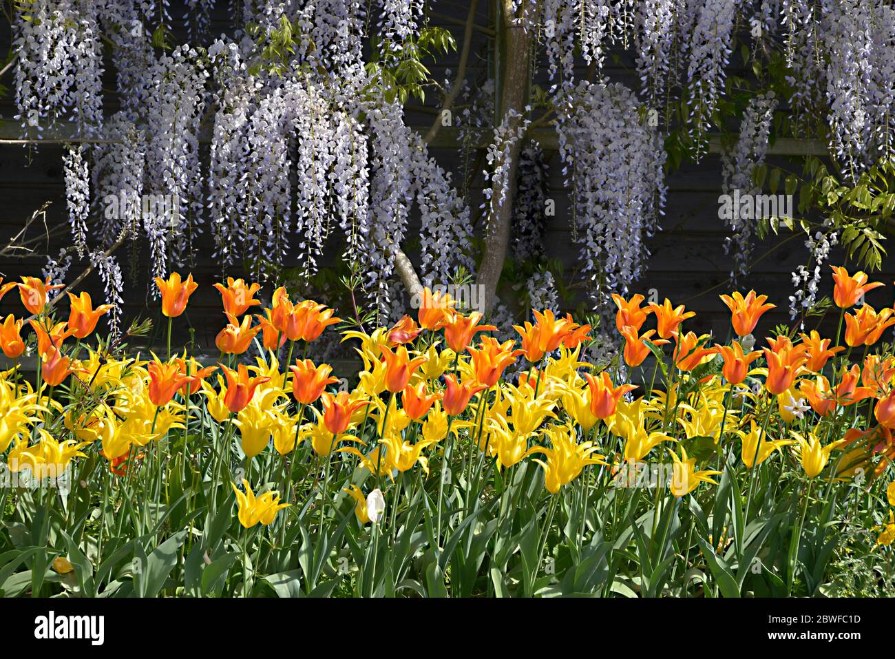 Tulipani gialli e arancioni (Tulipa) e glicine blu sullo sfondo Foto Stock