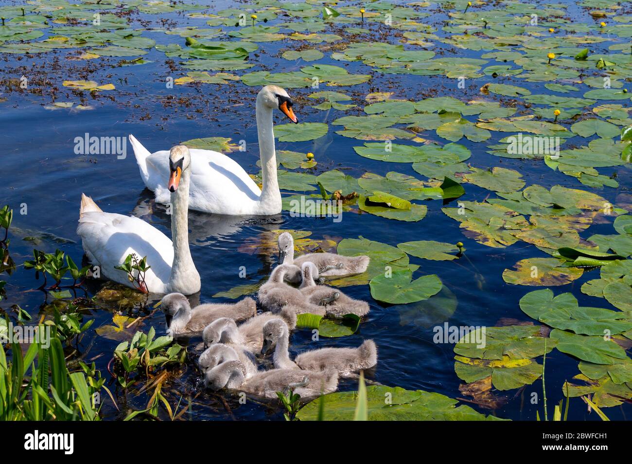 Cigni mute maschili e femminili con cigneti che nuotano attraverso le coppette di giglio Foto Stock