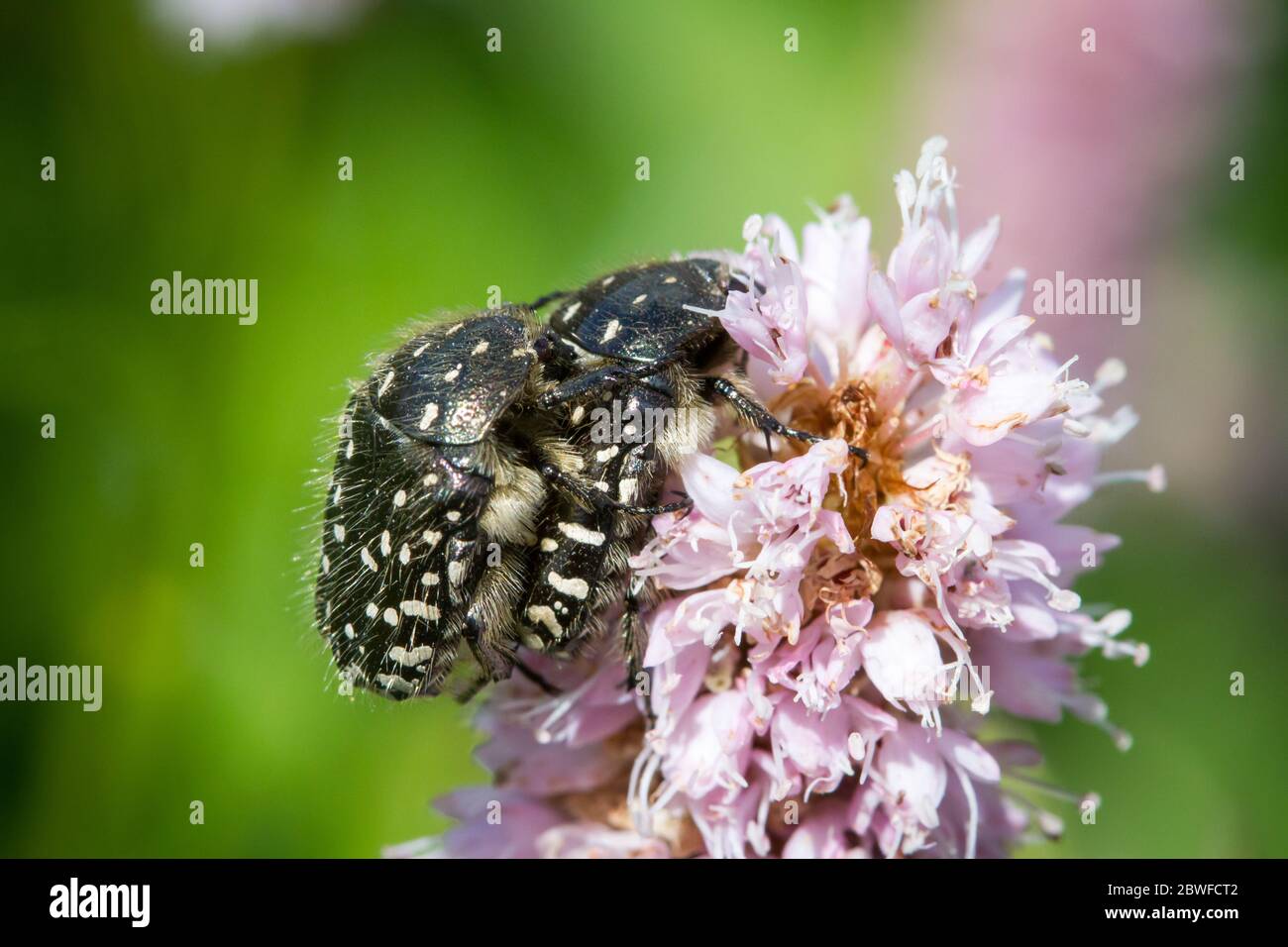 Oxythyrea funesta (rosa bianca macchiata / Trauer-Rosenkäfer) Foto Stock