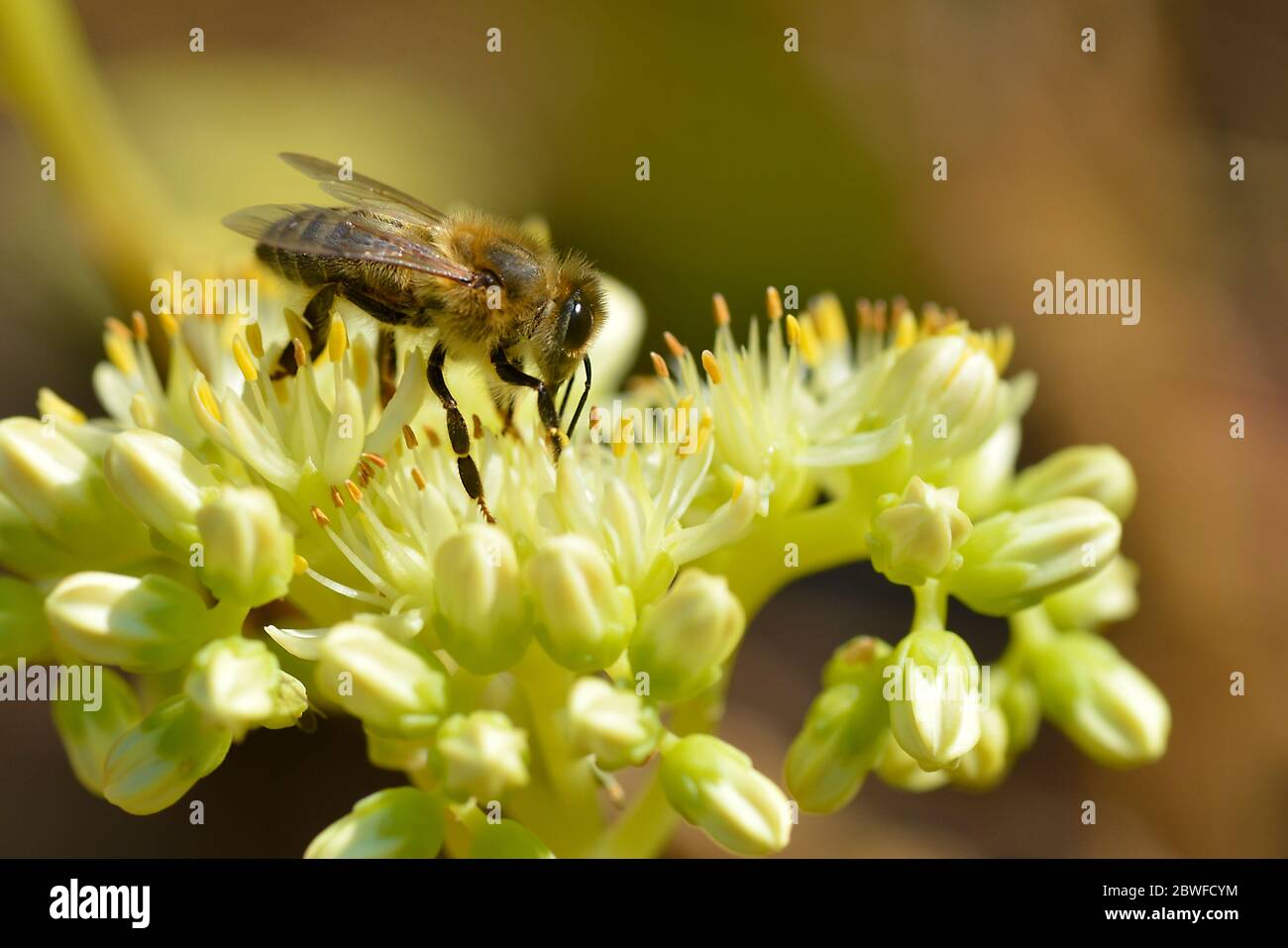 Macro di miele delle api (Apis) alimentazione sul fiore giallo visto dal profilo Foto Stock