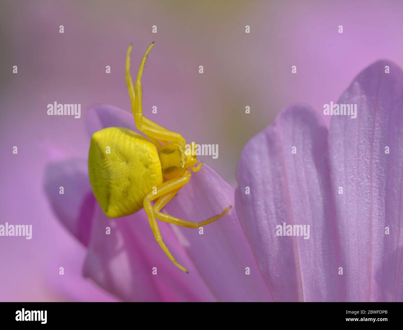 Macro di ragno di granchio giallo (Misumena vatia) su fiore rosa di cosmo di petalo visto dall'alto Foto Stock