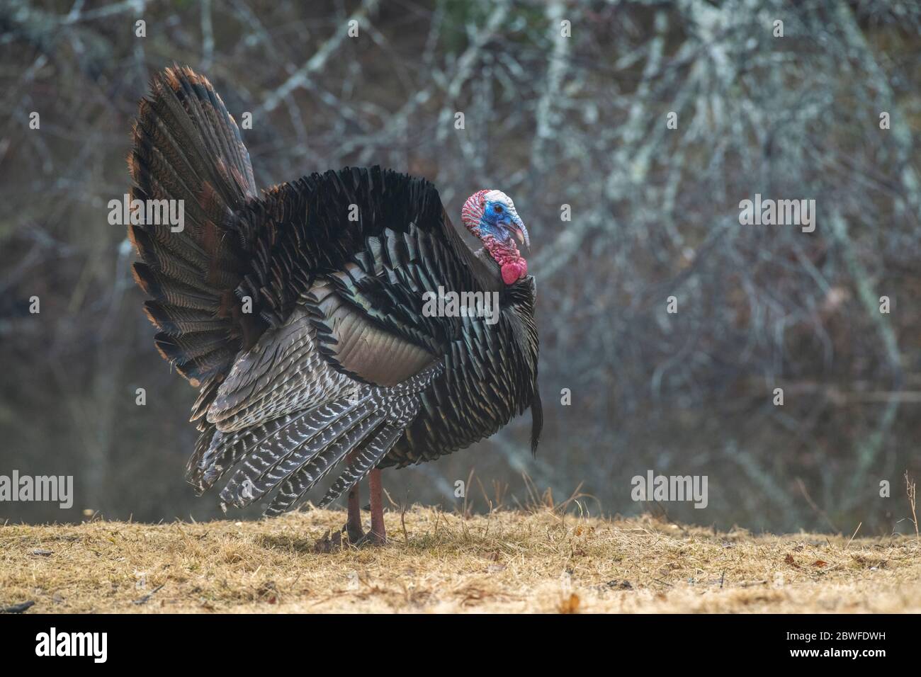 Tacchino selvatico (Meleagris gallopao). Display di accoppiamento di Tom. Inizio primavera nel Parco Nazionale di Acadia, Maine, USA. Foto Stock