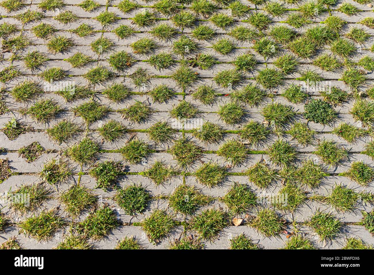 Erba verde tra le piastrelle quadrate del marciapiede. Pavimentazione in erba e cemento. Sfondo eco parking texture. Foto Stock
