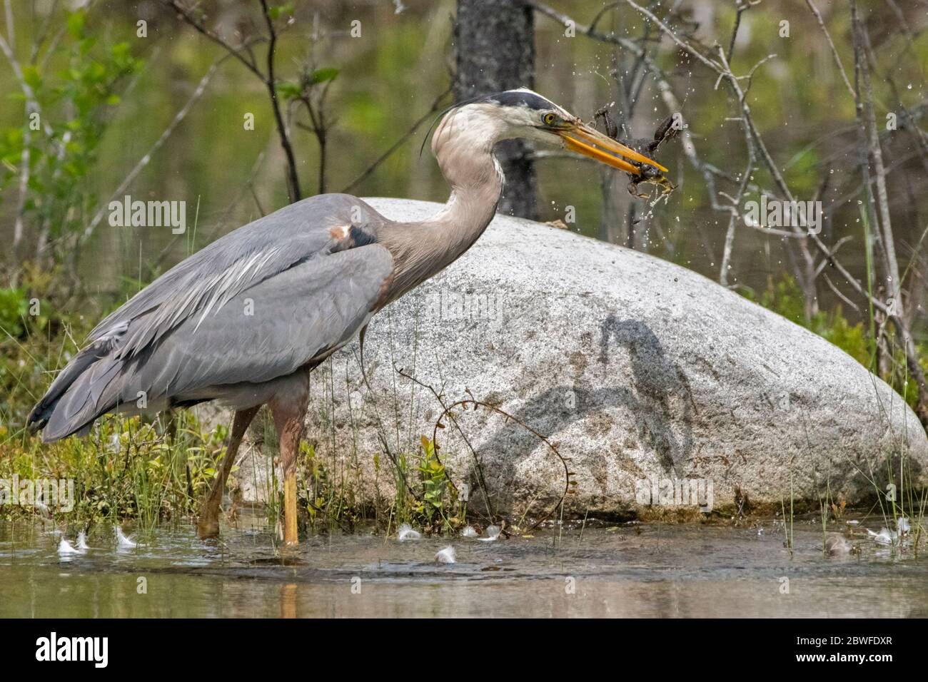 Il grande airone blu (Ardea herodias) cattura la rana verde (litobates clamitans). Acadia National Park, Maine, Stati Uniti. Foto Stock