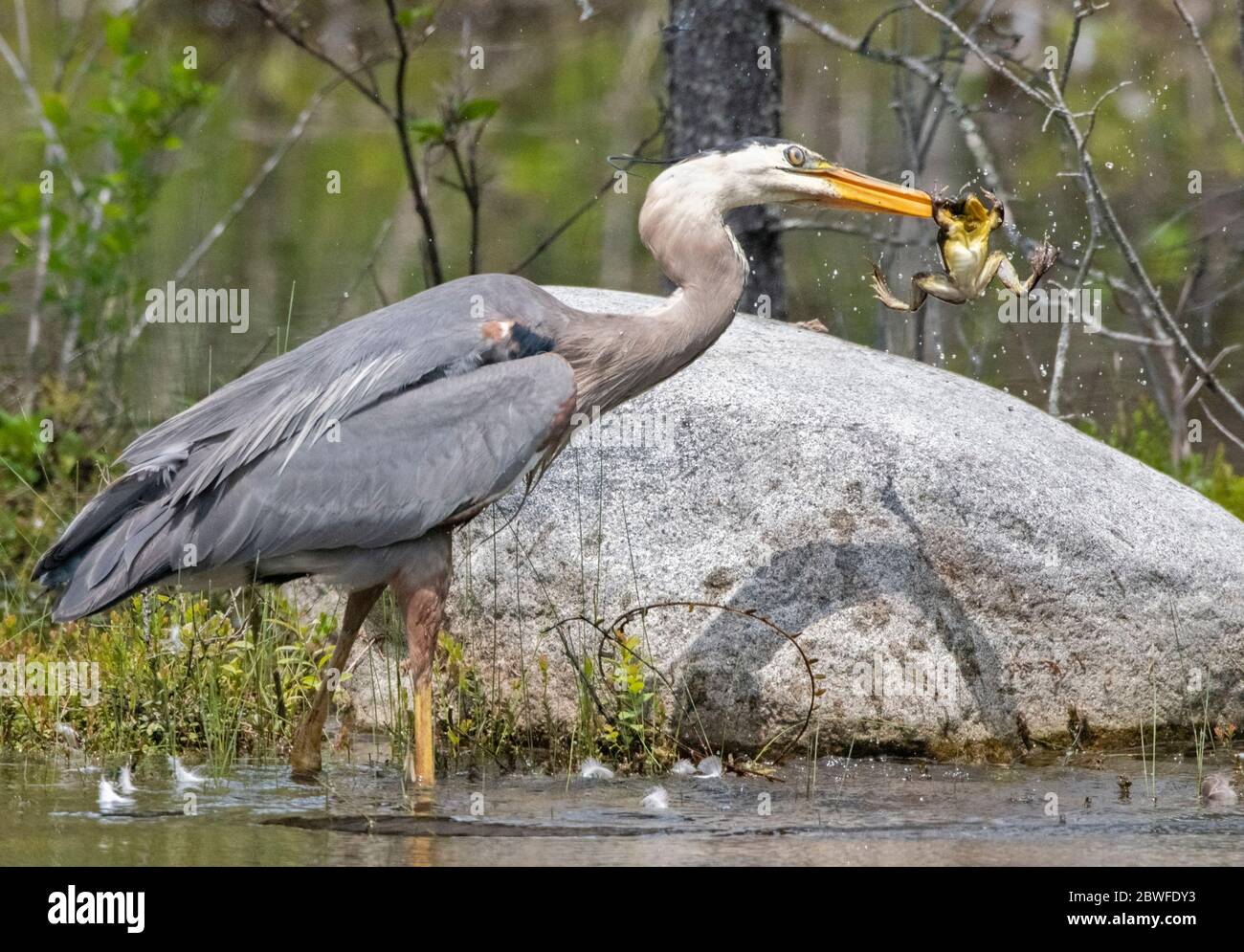 Il grande airone blu (Ardea herodias) cattura la rana verde (litobates clamitans). Acadia National Park, Maine, Stati Uniti. Foto Stock