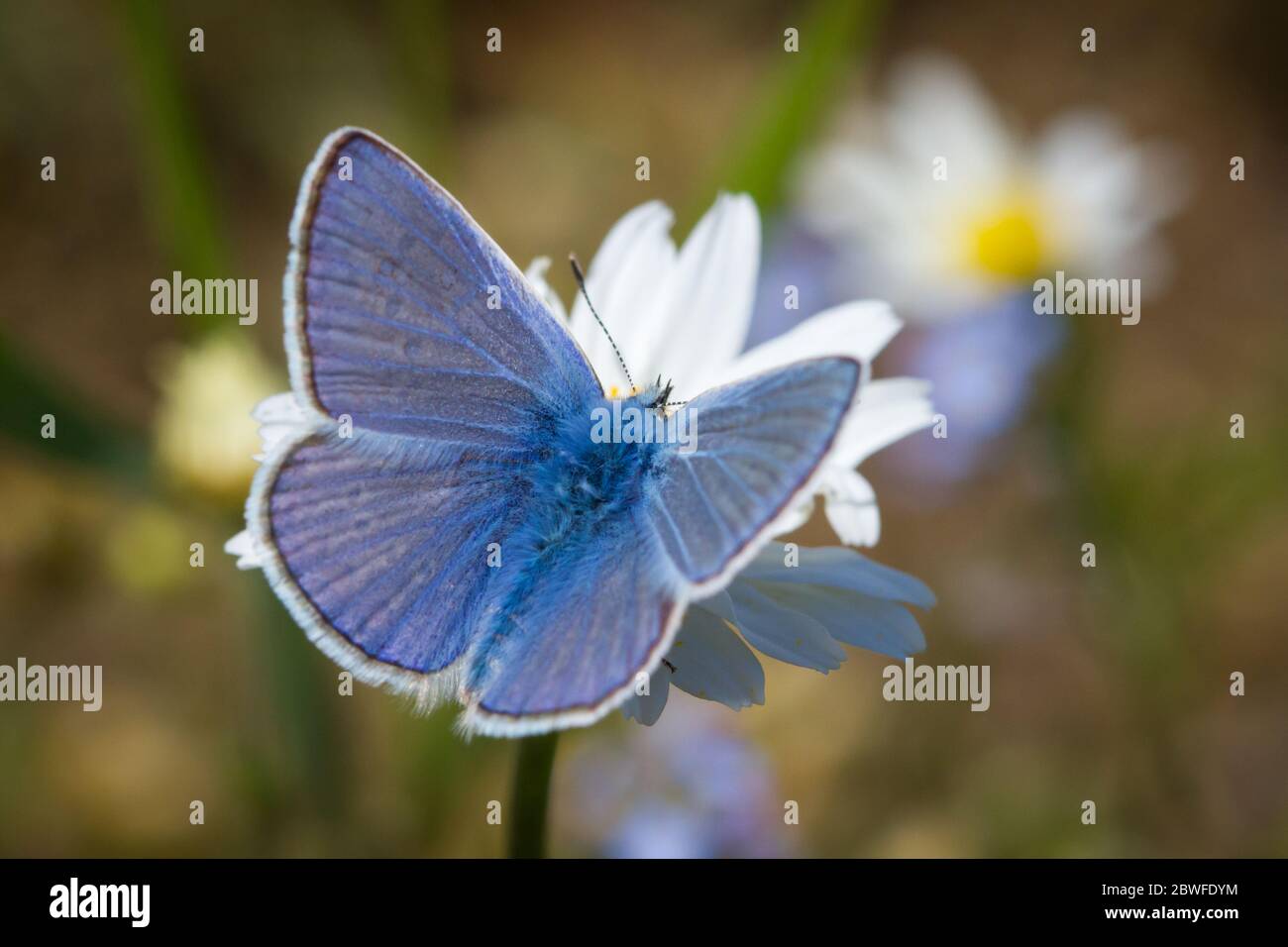 Polyommatus icarus (farfalla blu comune / Hauhechel-Bläuling) Foto Stock