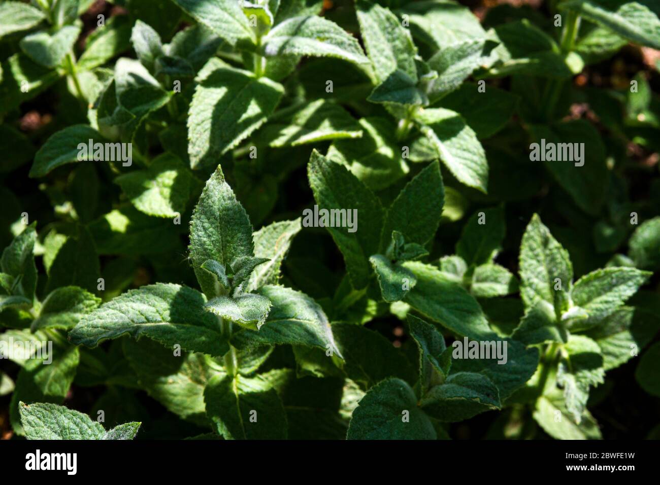 Menta verde fresca che cresce nelle ombre. Profondità di campo poco profonda. Menta che cresce in un giardino. Foto Stock