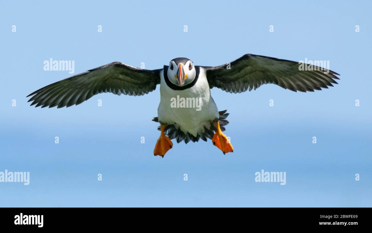 Puffin Atlantico (F. artica). Isola di Machias Seal al largo della costa del Maine. Foto Stock