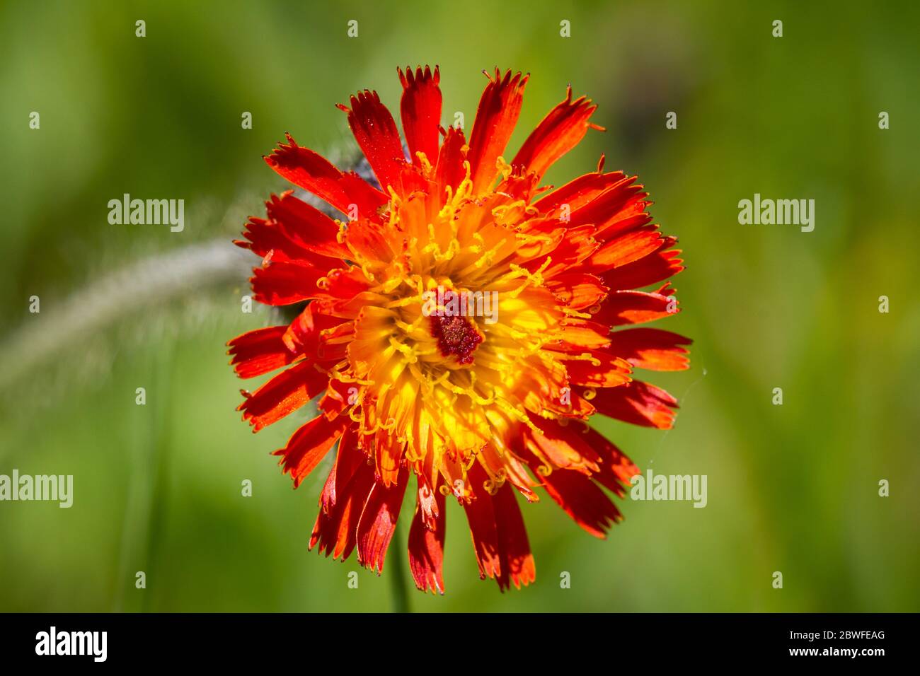 Hieracium aurantiacum (pennello del diavolo / Orangerotes Habichtskraut) Foto Stock