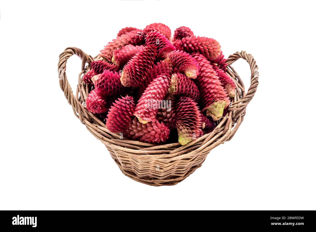 Coni di abete giovani in un cesto su sfondo bianco. Un cesto di vimini vecchio stile con coni di pino giovani raccolti per la preparazione di marmellata o sciroppo fatti in casa. Foto Stock