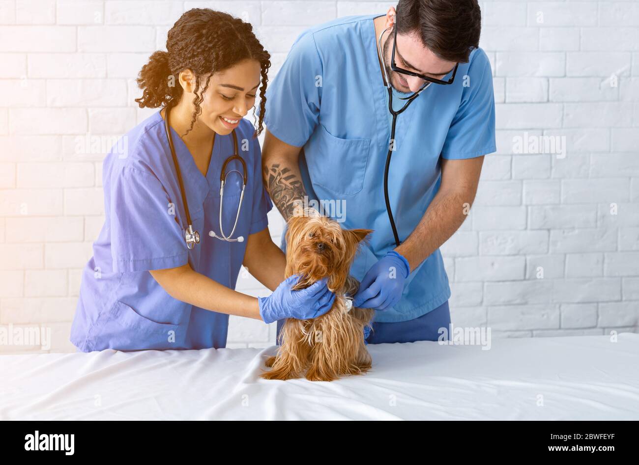 Specialisti veterinari aiutare poco paziente in clinica animale Foto Stock