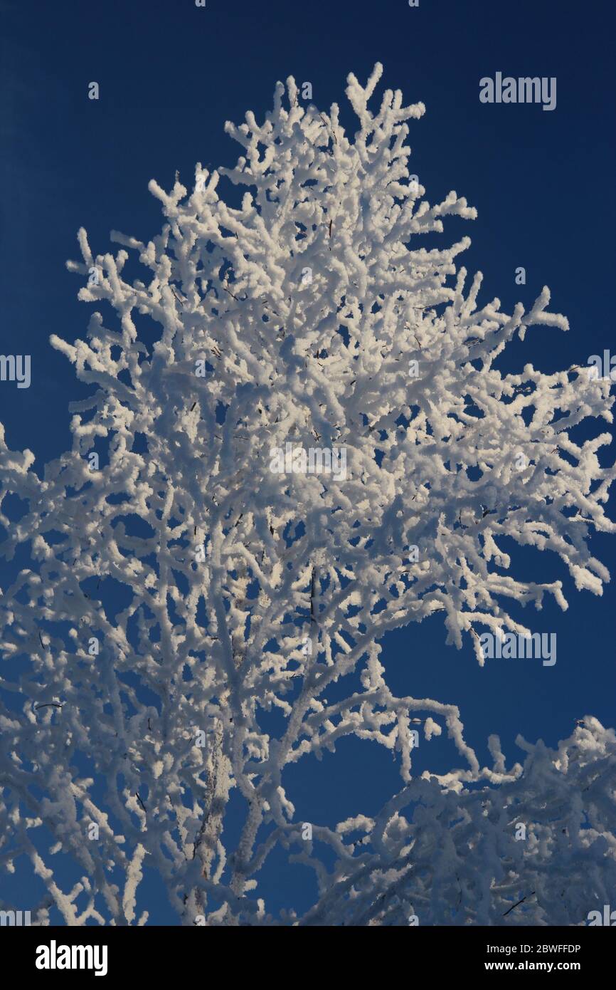 Neve e ghiaccio cristallizzati su rami di alberi per apparire come fioritura di primavera al sole mattutino invernale lungo il lago Abisko nel nord della Svezia Foto Stock