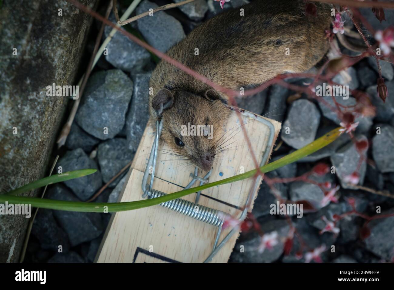 Topo morto catturato dalla trappola della molla baginato con esca di grano Foto Stock