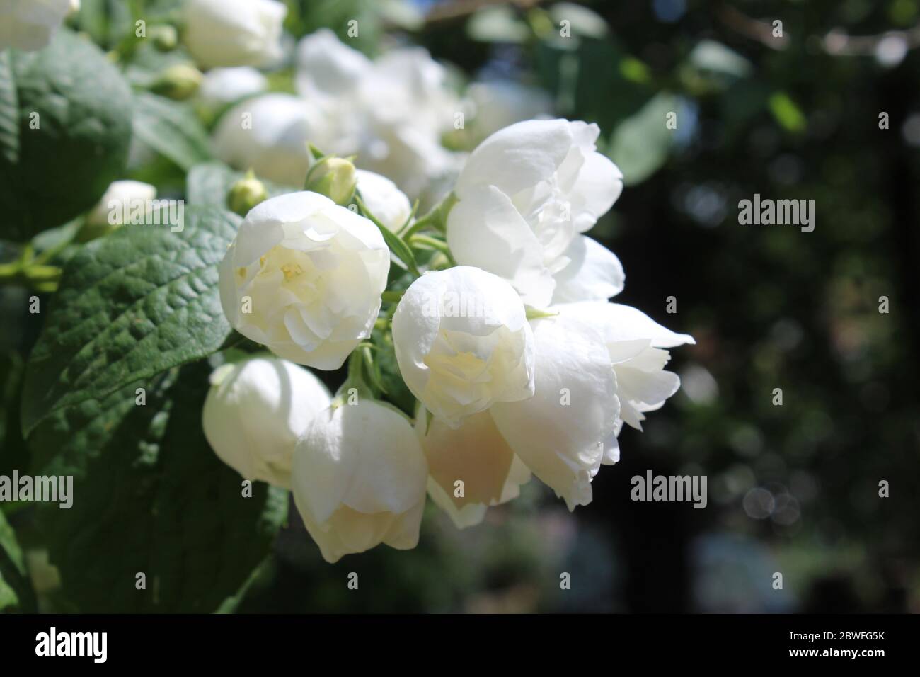 Belle fioriture bianche di Philadelphus 'Virginal', la pianta di arancio di Mock a doppia fioritura. In primo piano, con copyspace a destra. Foto Stock