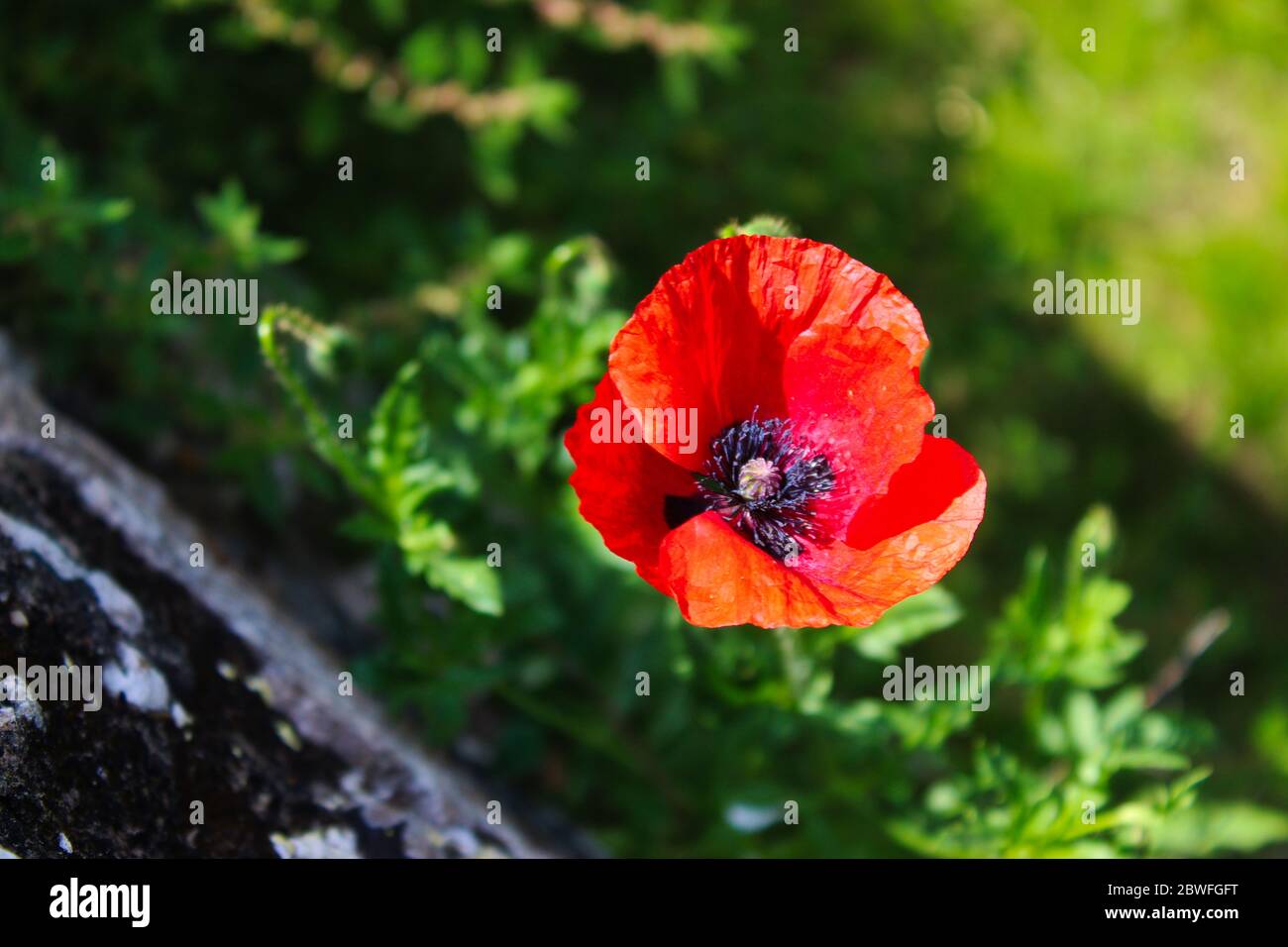 Fiore rosso papavero. Papaver rhoeas, papavero comune, mais papavero, mais rosa, campo papavero, fiammingo papavero, papavero rosso. Beja, Portogallo. Foto Stock