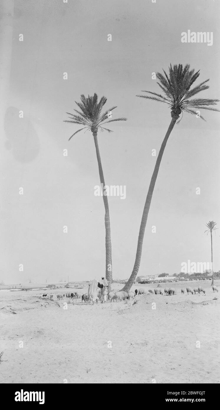 Nessuna didascalia disponibile Palm Trees in un'oasi Foto Stock