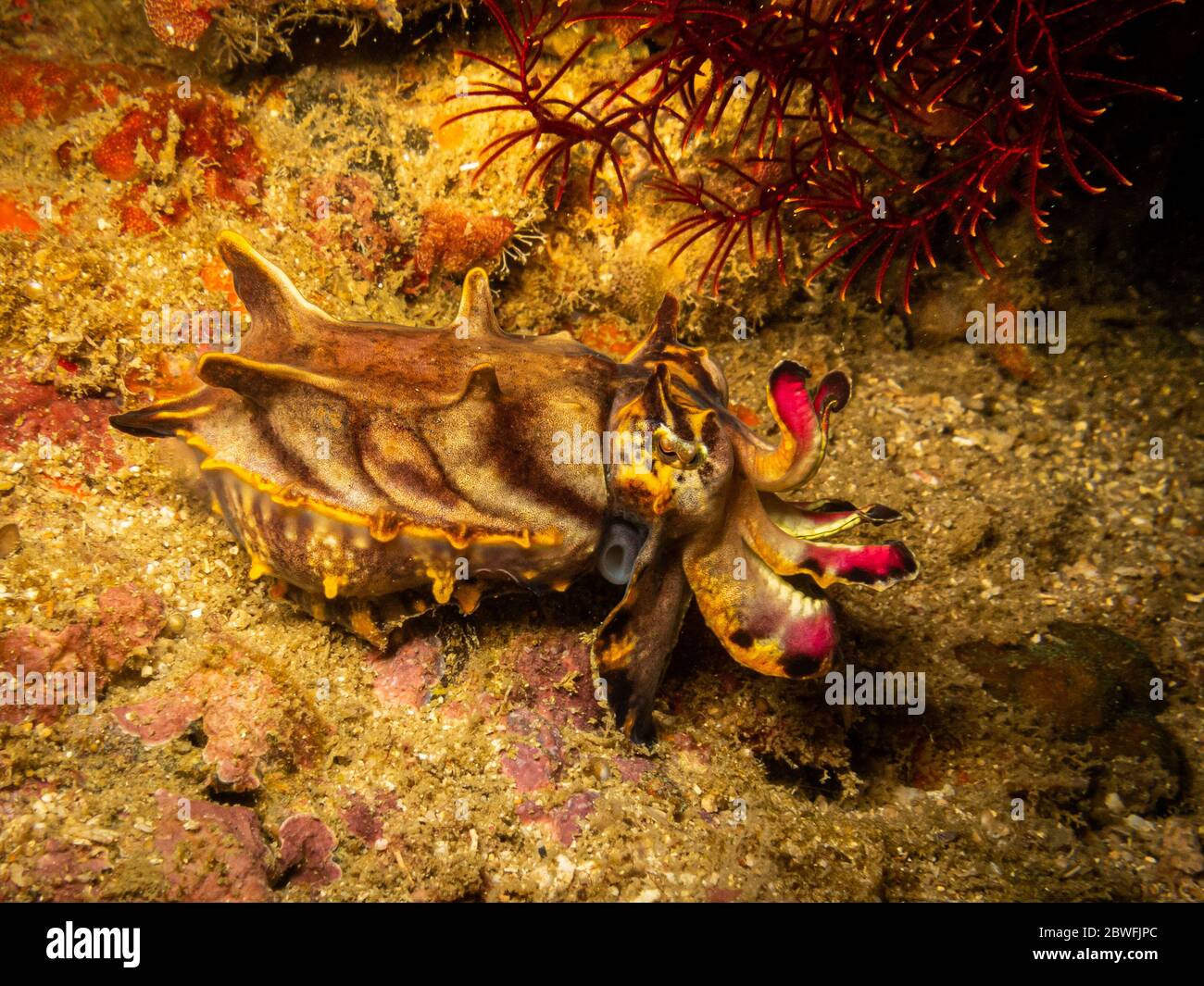 Pesci cutlelfish (Metasepia pfefferi) fiammeggiante in una barriera corallina di Puerto Galera nelle Filippine. Questa seppia è altamente tossica Foto Stock