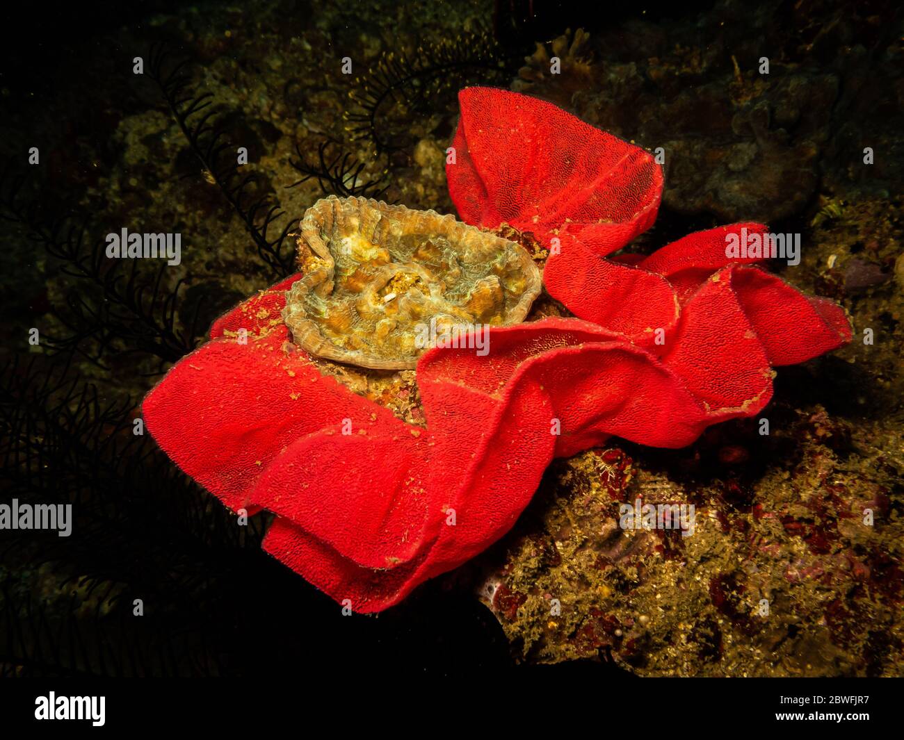 Uova di nudiranch a forma di rosa in una barriera corallina di Puerto Galera nelle Filippine. Queste barriere coralline hanno una biodiversità eccezionale, sana e piena di vita Foto Stock