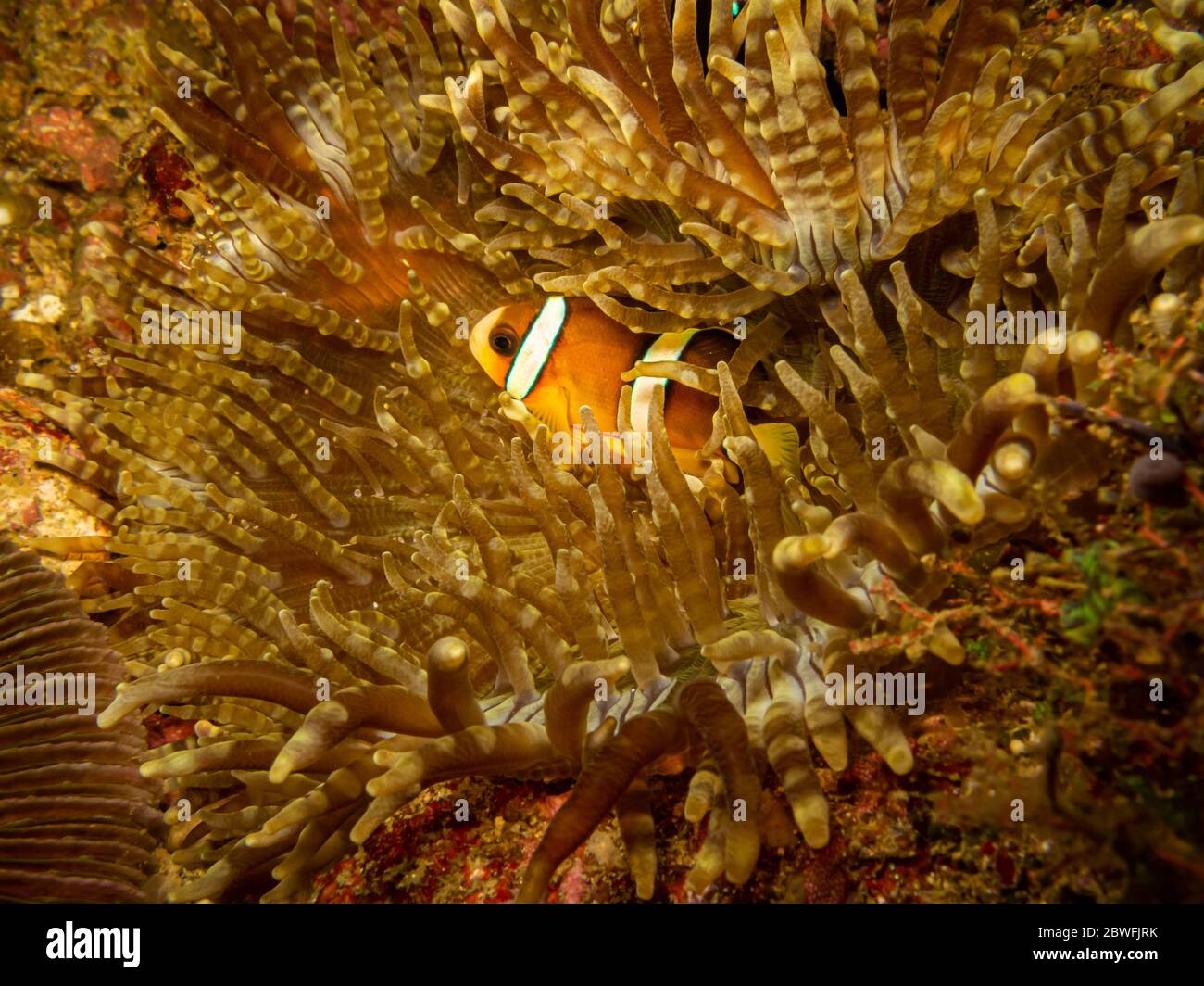 Anemonefish di Clark, clarkii di Amphiprion o pesce pagliaccio di coda gialla in esso è casa in un anemone di mare inculante a Puerto Galera, Filippine Foto Stock