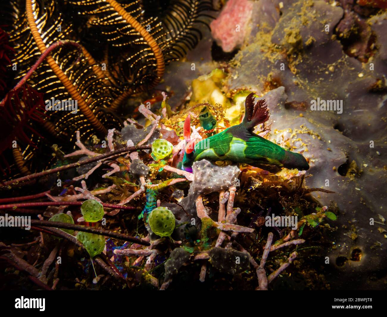 Nudiranch verde, rosso e giallo in una barriera corallina di Puerto Galera nelle Filippine. Queste barriere coralline sono così sane e brulicanti di vita Foto Stock