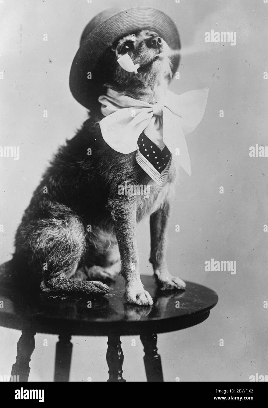 Il cane del presidente Harding . Pat , l'animale domestico del presidente americano , godendo di un fumo tranquillo . 28 gennaio 1921 Foto Stock