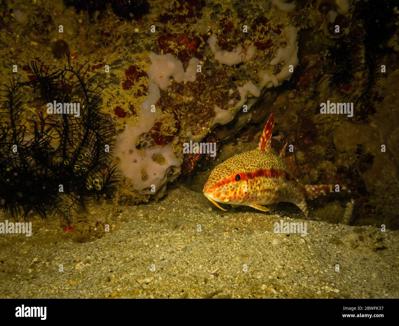 Barriera corallina sana al centro del triangolo corallino. Foto di Puerto Galera nelle Filippine Foto Stock