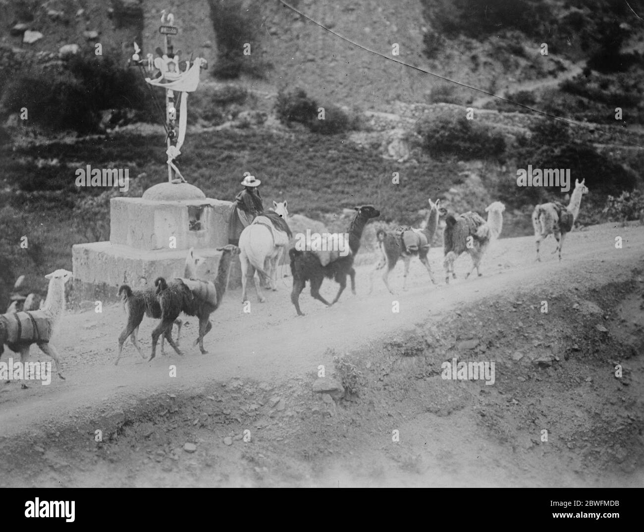 La carovana Llama . Una foto interessante del Perù , che mostra un treno del parco Llama che passa una traversa laterale sulle pendici inferiori delle Ande . 4 febbraio 1926 Foto Stock