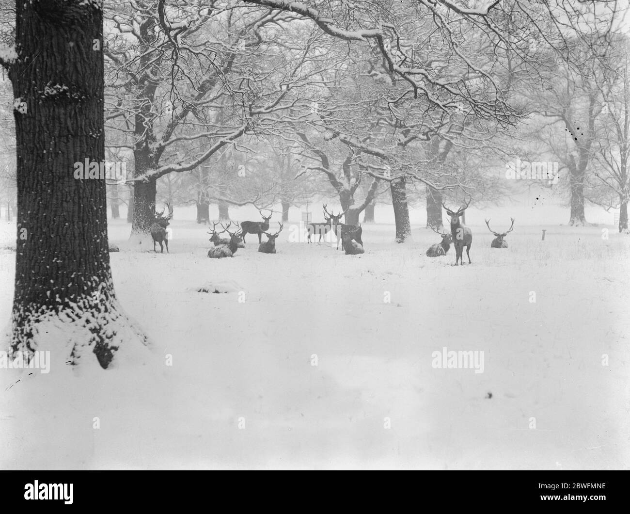 Natura come artista . Uno studio artistico invernale a Windsor , Great Park . 15 gennaio 1926 Foto Stock